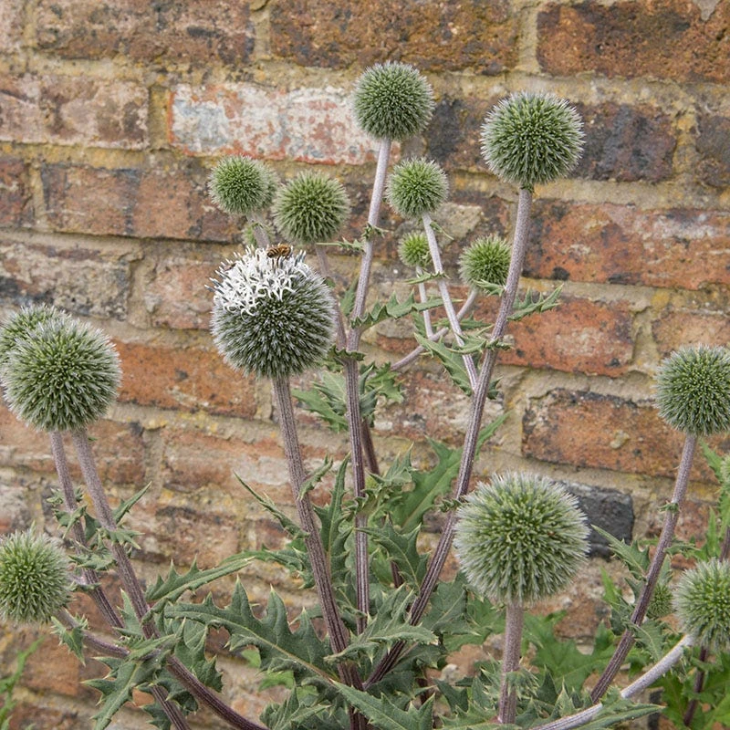 Star Frost Echinops 2 Star Frost Echinops - Image 2