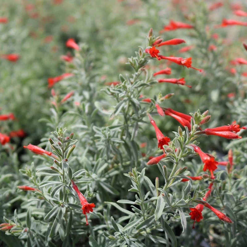 Stardust Hummingbird Trumpet (Zauschneria) 2 Stardust Hummingbird Trumpet (Zauschneria) - Image 2