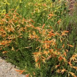 SteppeSuns® Sunset Glow Penstemon -Perennial Zone steppesuns sunset glow penstemon orange