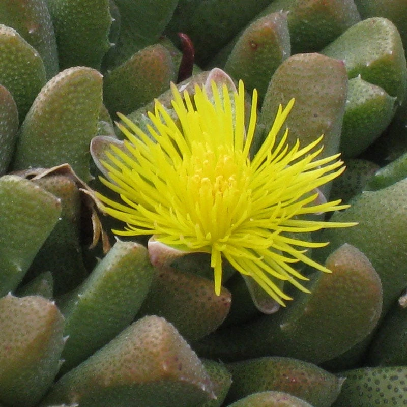 Night-Blooming Ice Plant (Stomatium) 2 Night-Blooming Ice Plant (Stomatium) - Image 2