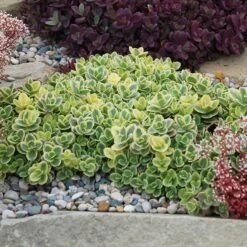 SunSparkler® Lime Twister Sedum -Perennial Zone sunsparkler lime twister sedum