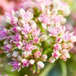 SunSparkler® Lime Twister Sedum -Perennial Zone sunsparkler lime twister sedum pink flowers