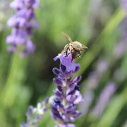 Sharon Roberts English Lavender -Perennial Zone susan quimby honey bee lavender or 4
