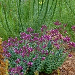 Thanksgiving Ornamental Oregano 5 Thanksgiving Ornamental Oregano -Perennial Zone thanksgiving ornamental oregano oreganum with liatris garden