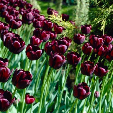 Queen Of The Night Single Late Tulip 1 Queen Of The Night Single Late Tulip