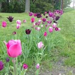 Blue Moon Triumph Tulip Mix 12 Blue Moon Triumph Tulip Mix -Perennial Zone tulip blue moon mix cropped hm 10