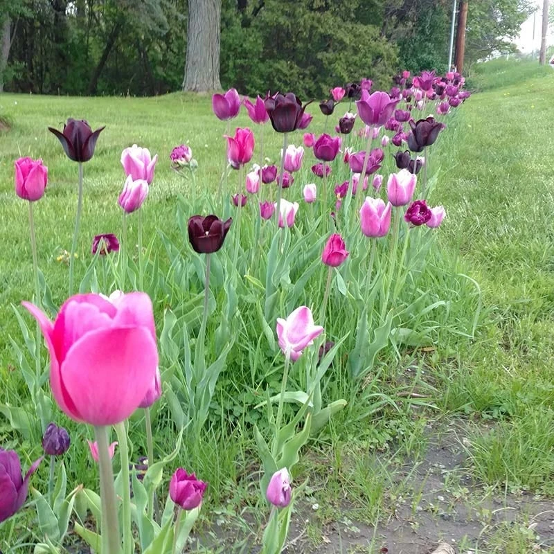 Blue Moon Triumph Tulip Mix 5 Blue Moon Triumph Tulip Mix - Image 5