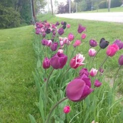Blue Moon Triumph Tulip Mix 10 Blue Moon Triumph Tulip Mix -Perennial Zone tulip blue moon mix cropped hm 6