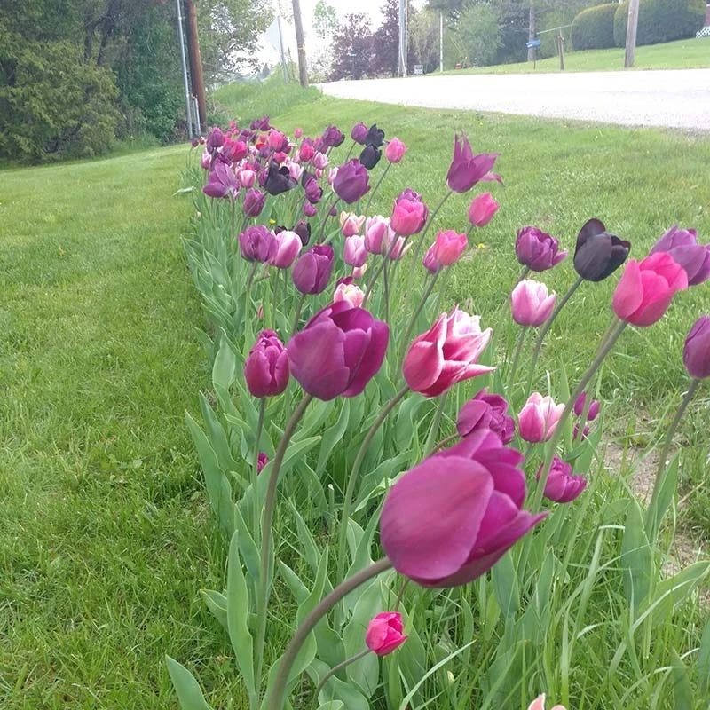 Blue Moon Triumph Tulip Mix 3 Blue Moon Triumph Tulip Mix - Image 3