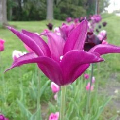 Blue Moon Triumph Tulip Mix 13 Blue Moon Triumph Tulip Mix -Perennial Zone tulipa blue moon mix hm 3