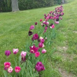 Blue Moon Triumph Tulip Mix 14 Blue Moon Triumph Tulip Mix -Perennial Zone tulipa blue moon mix hm 4