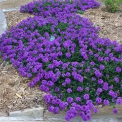 Valley Lavender® Plains Verbena -Perennial Zone verbena bipinnitifida valley lavender 3
