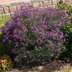 Summer's Swan Song Ironweed (Vernonia) 5 Summer's Swan Song Ironweed (Vernonia) -Perennial Zone vernonia summer swan song garden jim ault