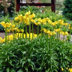 Yellow Crown Imperial -Perennial Zone visi02917 fritillaria lutea cropped