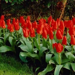 Red Emperor Tulip -Perennial Zone visi04220 red emperor tulip cropped