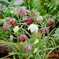 Snake's Head Fritillary -Perennial Zone visi26883 fritillaria meleagris0cropped