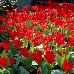Red Emperor Tulip -Perennial Zone visi28048 red emperor tulip cropped