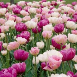 Double Late Tulip Mix -Perennial Zone visi34695 double late tulip mix cropped