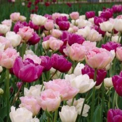 Double Late Tulip Mix -Perennial Zone visi34696 double late tulip mix cropped