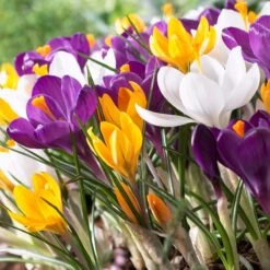 Dutch Crocus Mix 5 Dutch Crocus Mix -Perennial Zone visi50589 dutch crocus mix cropped