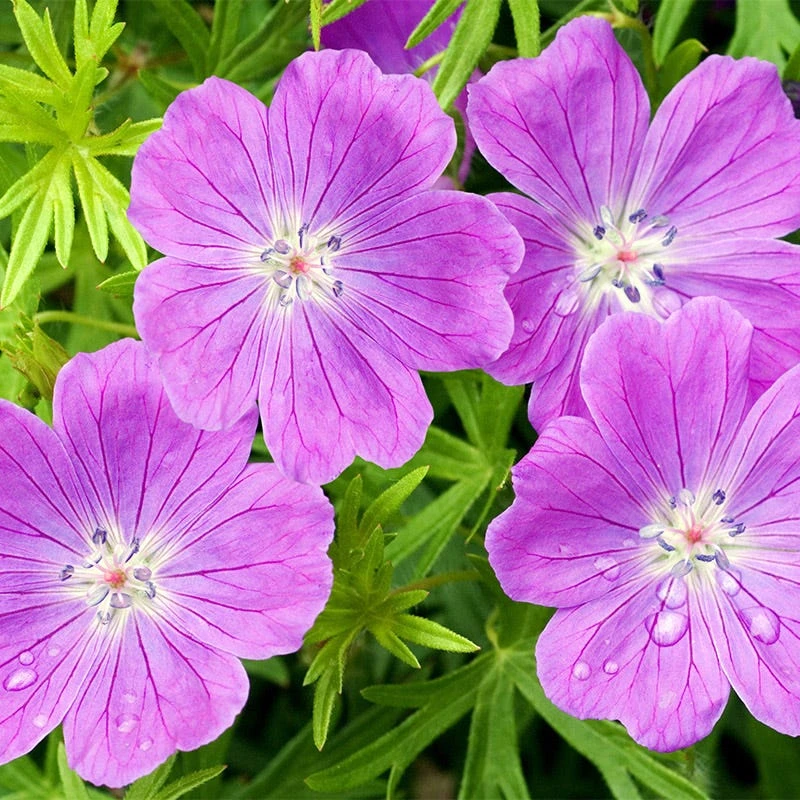 Vision® Violet Geranium 1 Vision® Violet Geranium