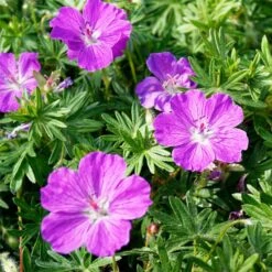 Perennial Zone -Perennial Zone vision violet geranium flowers