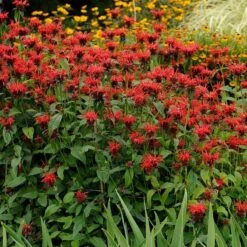 Jacob Cline Bee Balm -Perennial Zone walters gardens monarda jacob cline cropped 1 1 1