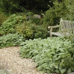 Helen Von Stein Lamb's Ear 5 Helen Von Stein Lamb's Ear -Perennial Zone walters gardens stachys helen von stein