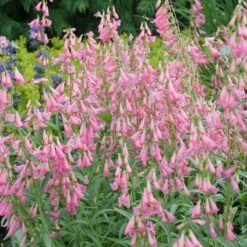 Elfin Pink Penstemon -Perennial Zone walters gardens penstemon elfin pink cropped