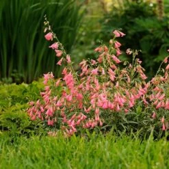 Elfin Pink Penstemon -Perennial Zone walters gardens penstemon elfin pink cropped 3