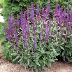 Caradonna Salvia -Perennial Zone walters gardens salvia caradonna cropped 1