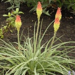 Fire Dance Red Hot Poker -Perennial Zone walters gardens kniphofia fire dance cropped