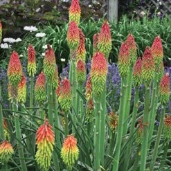 Fire Dance Red Hot Poker -Perennial Zone walters gardens kniphofia fire dance cropped