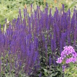 Caradonna Salvia -Perennial Zone walters gardens salvia caradonna cropped
