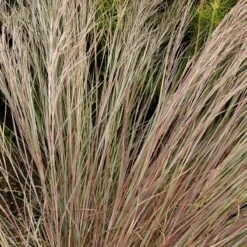 Prairie Blues Little Bluestem Grass 5 Prairie Blues Little Bluestem Grass -Perennial Zone walters gardens schizachyrium prairie blues close up foliage cropped