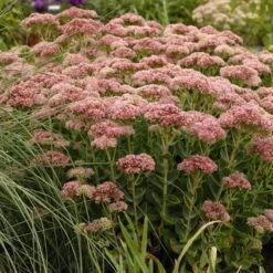 Autumn Fire Sedum -Perennial Zone walters gardens sedum autumn fi