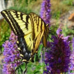 Blue Blazes Agastache -Perennial Zone western swallowtail sipping agastache blue blazes 3