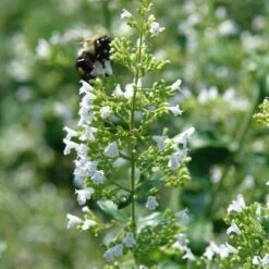 Perennial Zone -Perennial Zone white cloud calamintha 1