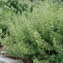White Cloud Calamintha -Perennial Zone white cloud calamintha 2