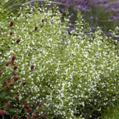 White Cloud Calamintha -Perennial Zone white cloud calamintha 3