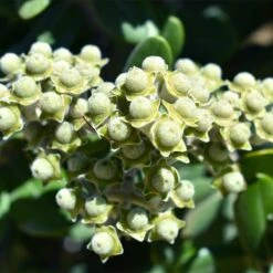Ice Ballet Swamp Milkweed -Perennial Zone white ice ballet milkweed asclep