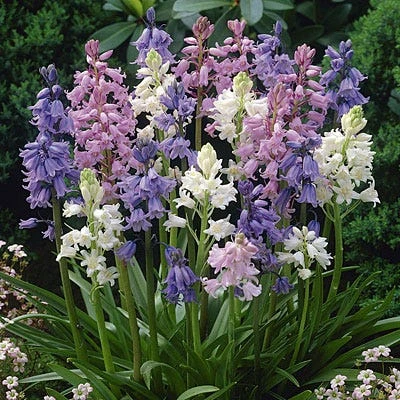 Wood Hyacinth Mix (Spanish Bluebells) 1 Wood Hyacinth Mix (Spanish Bluebells)