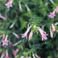 Woody's Peach Surprise Hummingbird Trumpet (Zauschneria) 5 Woody's Peach Surprise Hummingbird Trumpet (Zauschneria) -Perennial Zone woody s peach surprise closeup cropped