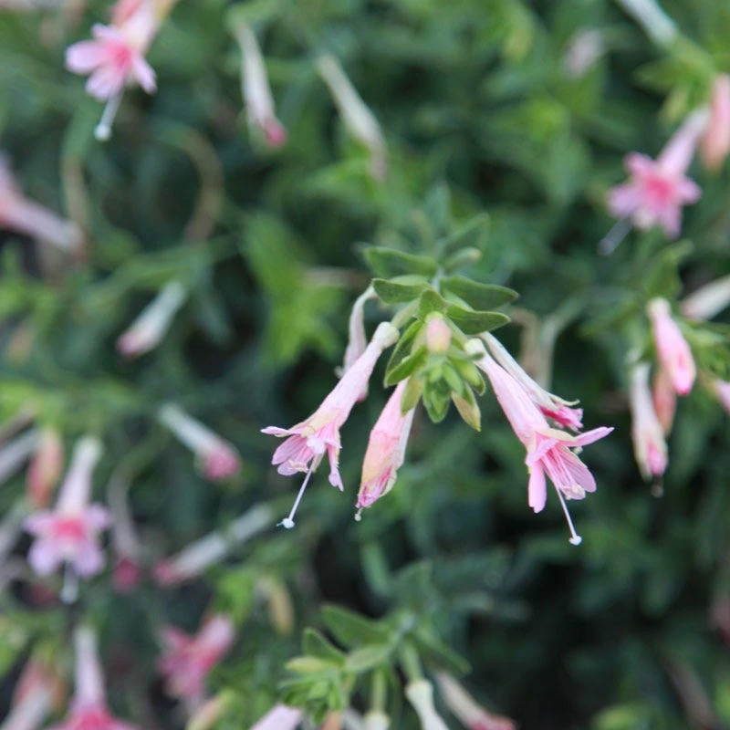 Woody's Peach Surprise Hummingbird Trumpet (Zauschneria) 3 Woody's Peach Surprise Hummingbird Trumpet (Zauschneria) - Image 3