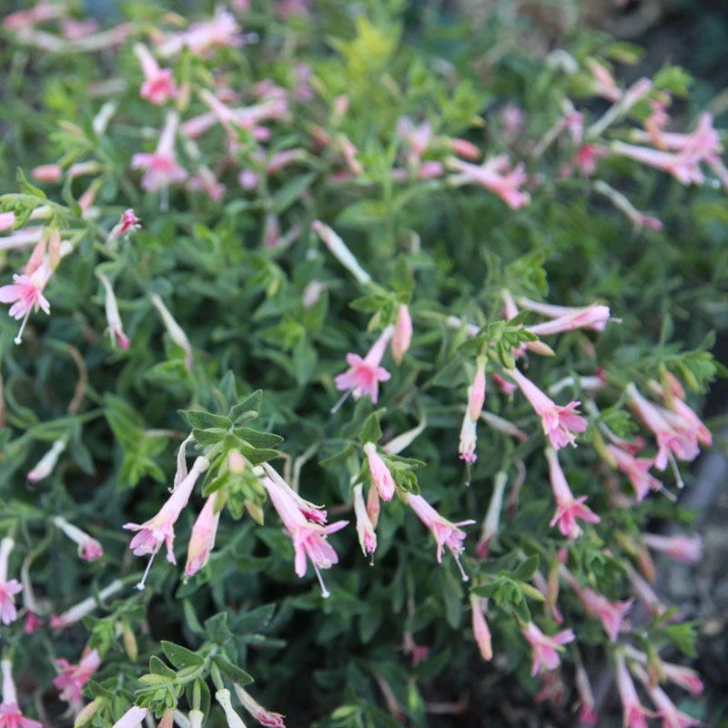 Woody's Peach Surprise Hummingbird Trumpet (Zauschneria) 2 Woody's Peach Surprise Hummingbird Trumpet (Zauschneria) - Image 2