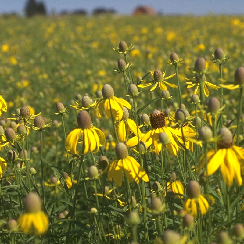 Little Prairie Native Wildflower Seed Mix 3 Little Prairie Native Wildflower Seed Mix - Image 3
