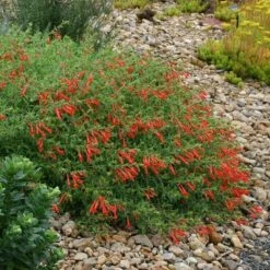 Orange Carpet® Creeping Hummingbird Trumpet (Zauschneria) 9 Orange Carpet® Creeping Hummingbird Trumpet (Zauschneria) -Perennial Zone zauschneria garrettii orange carpet pat hayward plant select