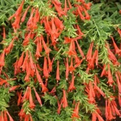 Orange Carpet® Creeping Hummingbird Trumpet (Zauschneria) 7 Orange Carpet® Creeping Hummingbird Trumpet (Zauschneria) -Perennial Zone zauschneria garrettii orange carpet pat hayward plant select garden