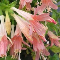 Woody's Peach Surprise Hummingbird Trumpet (Zauschneria)