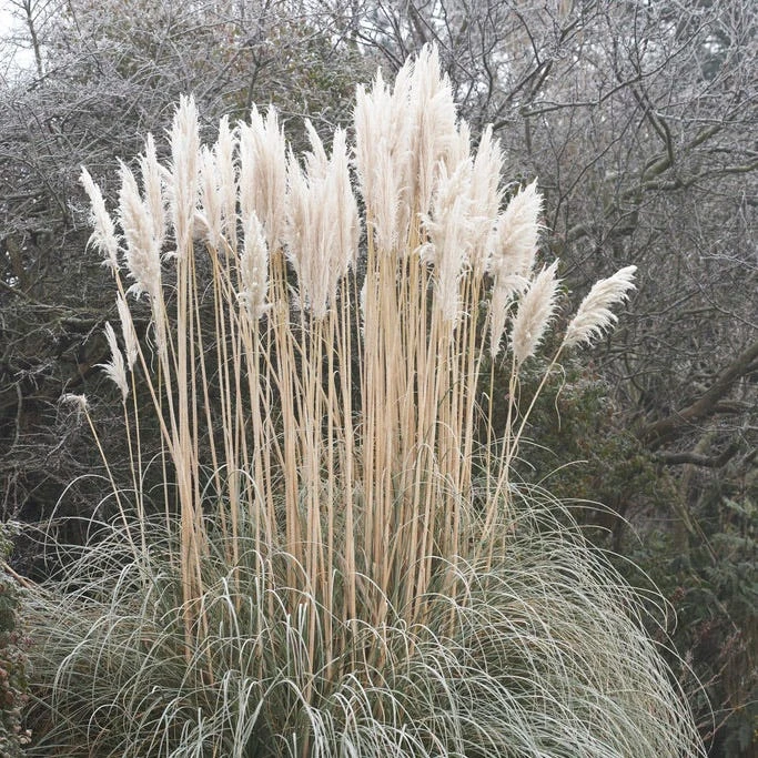 Perennial Zone -Perennial Zone cortaderia selloana white feather pampas grass winter 1